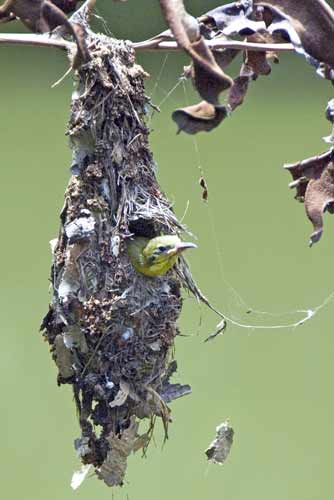 sunbird baby growing up-AsiaPhotoStock