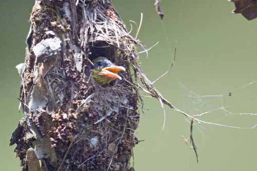 sunbird chick mouth open-AsiaPhotoStock