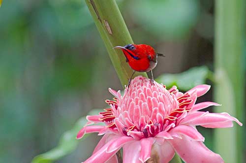 sunbird crimson-AsiaPhotoStock