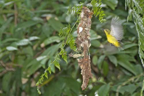 sunbird flying-AsiaPhotoStock