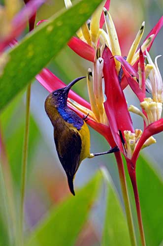 sunbird male olive backed-AsiaPhotoStock