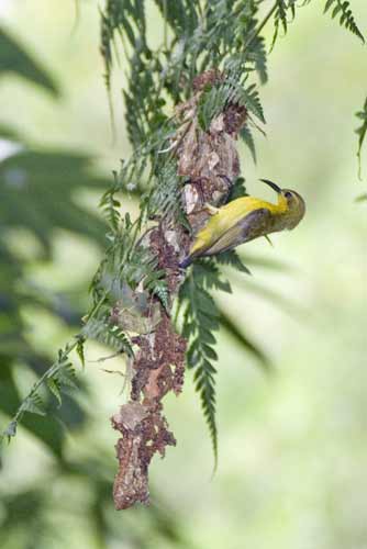 sunbird on nest-AsiaPhotoStock