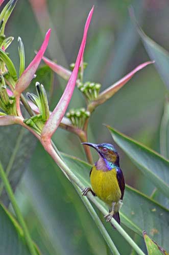 sunbird plain throated-AsiaPhotoStock