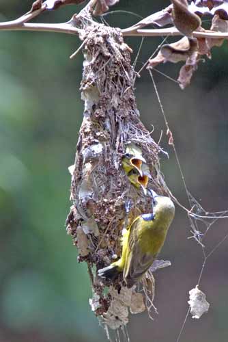 sunbird chicks-AsiaPhotoStock