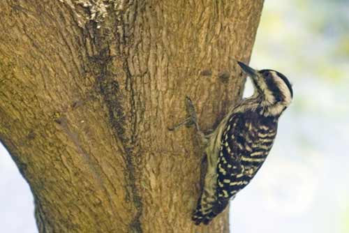 sundra woodpecker-AsiaPhotoStock