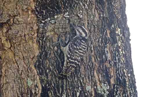 sundra woodpeckers-AsiaPhotoStock