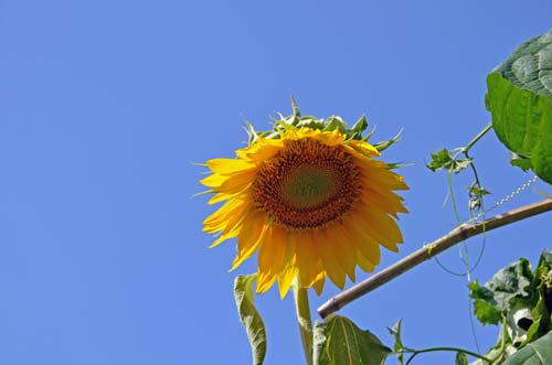 big sunflower-AsiaPhotoStock