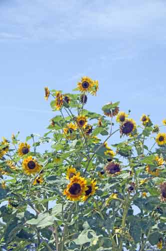 sunflower-AsiaPhotoStock