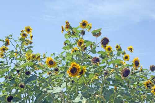 sunflowers-AsiaPhotoStock