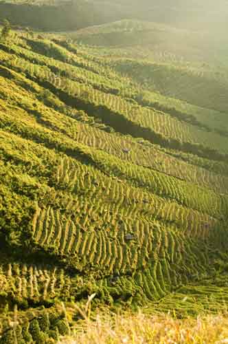 sunrise sikunir-AsiaPhotoStock