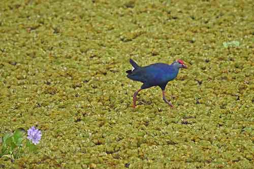 swamp hen-AsiaPhotoStock