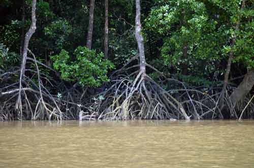 mangrove trees kuantan-AsiaPhotoStock