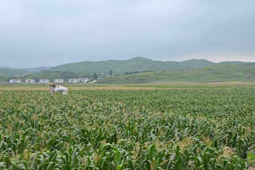 sweet corn-AsiaPhotoStock