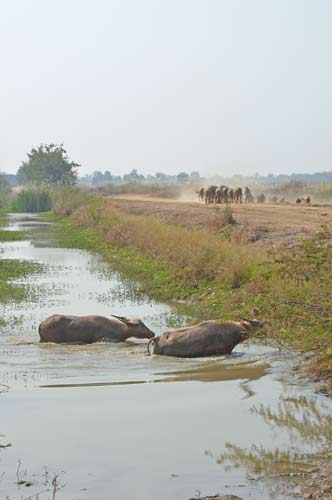 swimming buffaloes-AsiaPhotoStock