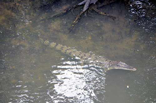 swimming crocodile-AsiaPhotoStock