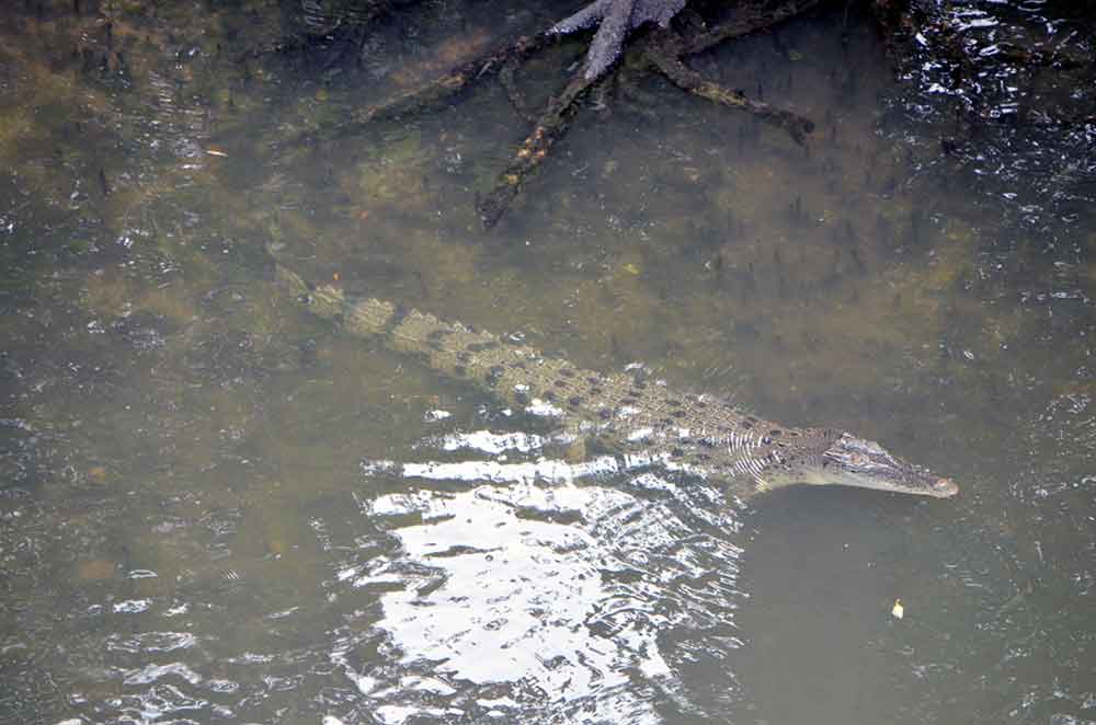 swimming crocodile-AsiaPhotoStock