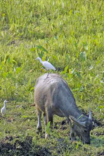 symbiotic relationship-AsiaPhotoStock