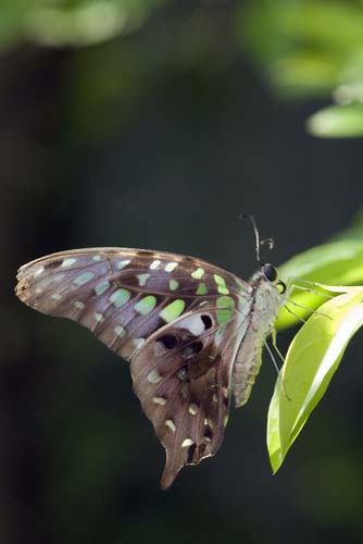 tailed jay-AsiaPhotoStock