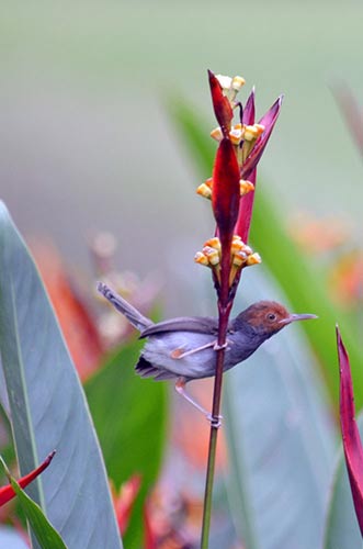 tailor bird-AsiaPhotoStock