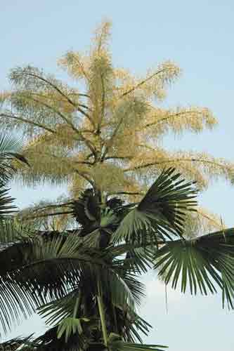 Talipot palm-AsiaPhotoStock