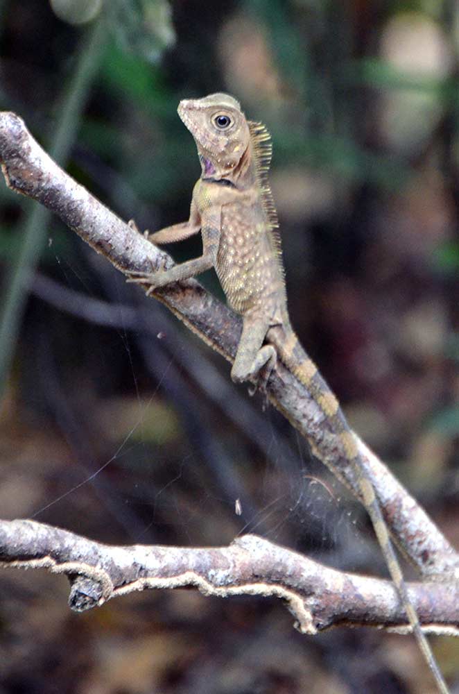 taman negara lizard-AsiaPhotoStock