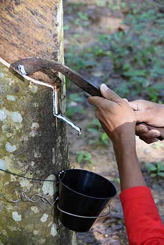 tapping rubber penang-AsiaPhotoStock