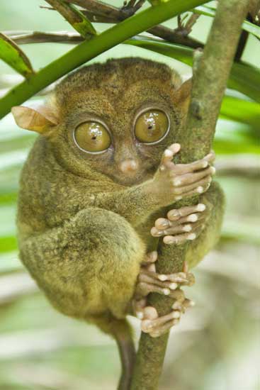 tarsier corella-AsiaPhotoStock