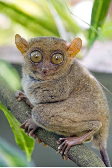 tarsier primate-AsiaPhotoStock