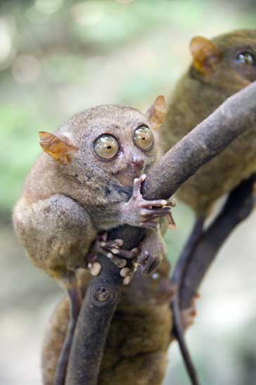 tarsier monkey-AsiaPhotoStock