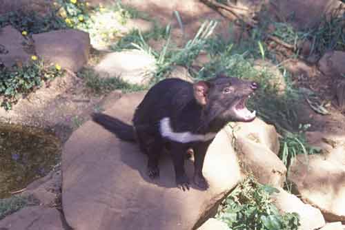 tasmanian devil pose-AsiaPhotoStock