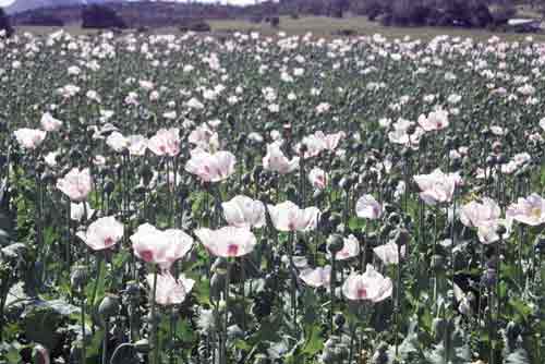 tasmanian poppies-AsiaPhotoStock