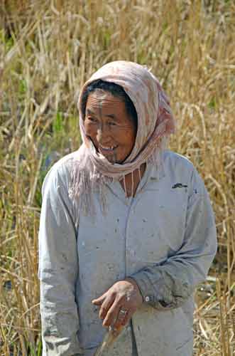 tatoo ricefield-AsiaPhotoStock