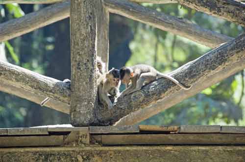 tawangmangu monkeys-AsiaPhotoStock