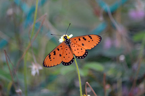 tawny coster butterfly-AsiaPhotoStock
