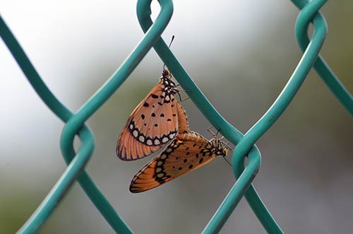 tawny coster mating-AsiaPhotoStock