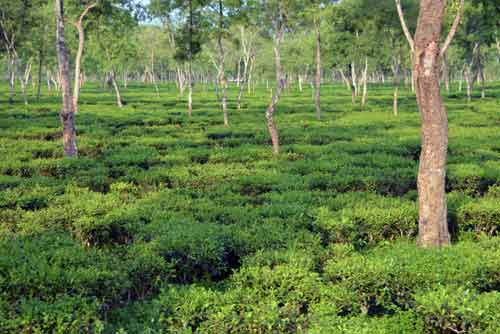 tea-AsiaPhotoStock