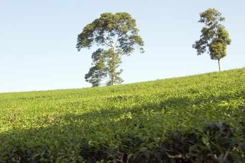 tea growing-AsiaPhotoStock