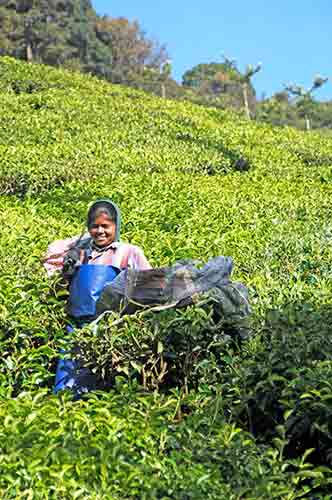 tea cut-AsiaPhotoStock