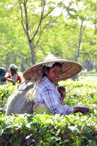 tea farmer-AsiaPhotoStock