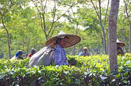 tea lady-AsiaPhotoStock