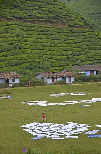 tea laundry-AsiaPhotoStock