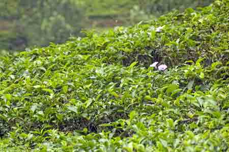 tea plant-AsiaPhotoStock