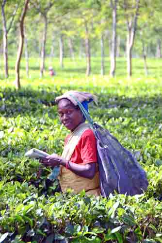 tea plantation-AsiaPhotoStock