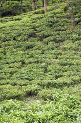 tea plants-AsiaPhotoStock