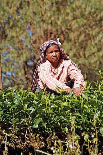 tea plucking-AsiaPhotoStock