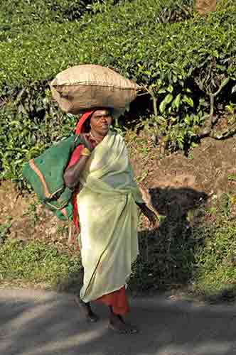 tea sack-AsiaPhotoStock