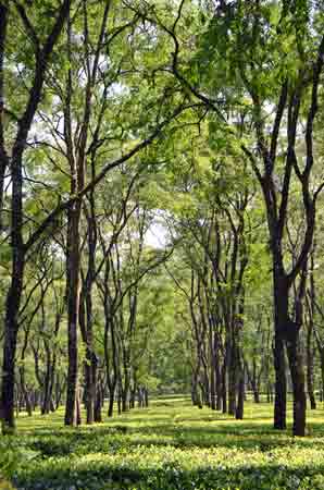 tea tree-AsiaPhotoStock