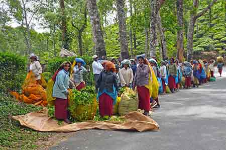 tea weighing-AsiaPhotoStock