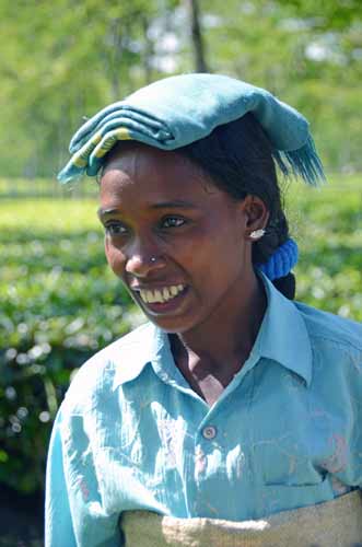 tea worker-AsiaPhotoStock