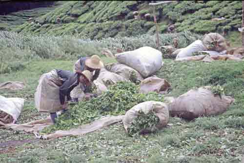 tea workers-AsiaPhotoStock